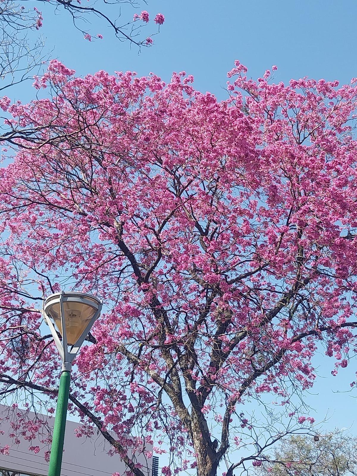 Confira a previsão do tempo para este domingo (3)