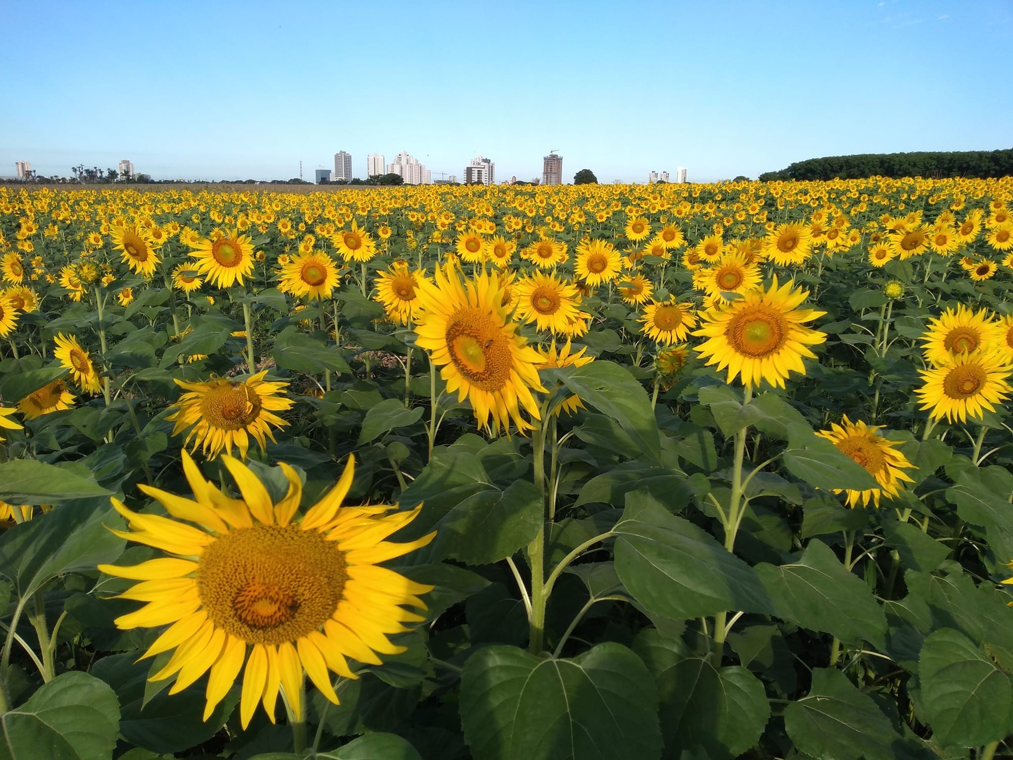 Primeira semana do ano começa instável; veja como fica o tempo em Maringá
