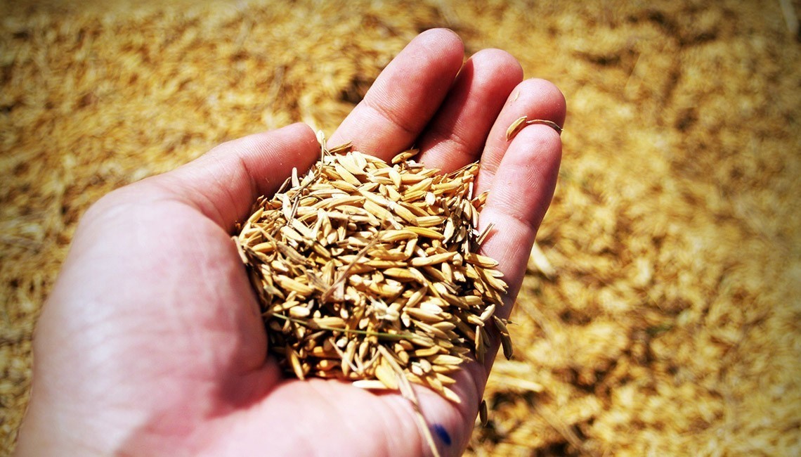 Preço do arroz segue valorizado após colheita chegar ao fim