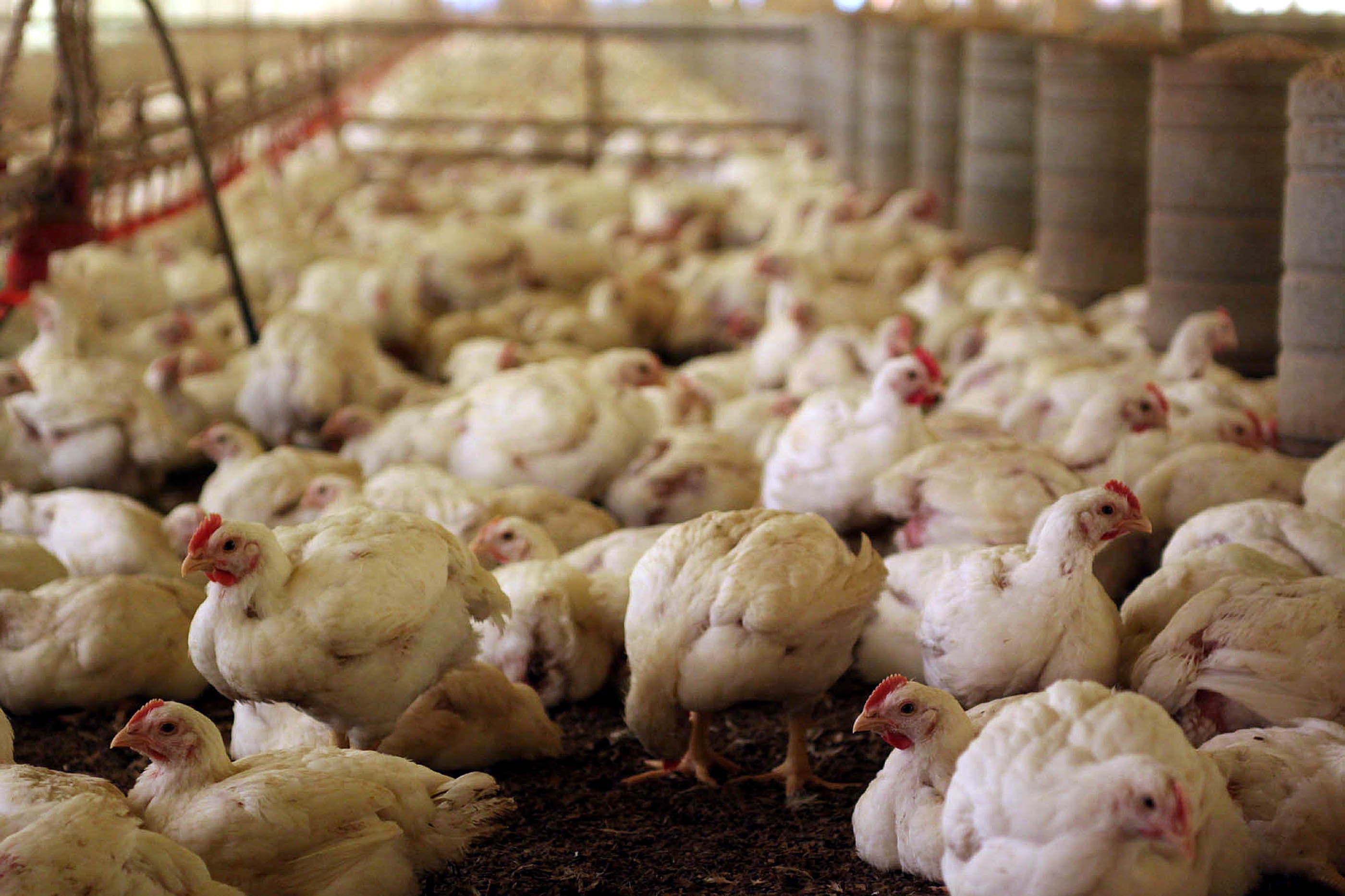 Riquezas geradas pela agricultura e avicultura no Sul do Brasil vai diminuir