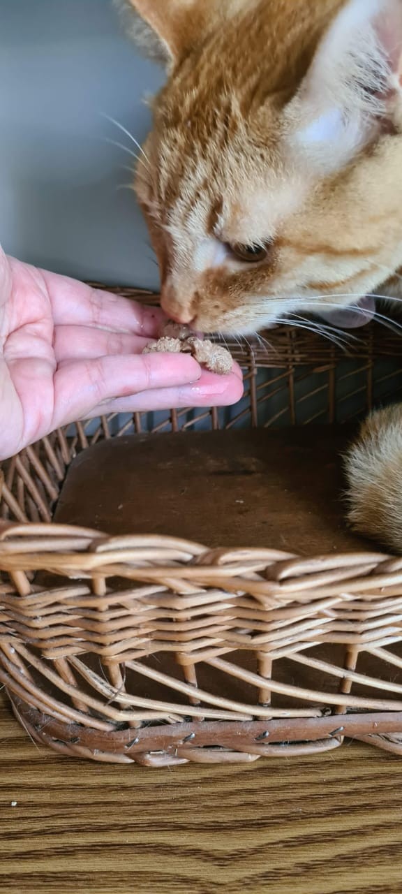 Aumenta procura de atendimento domiciliar para pets