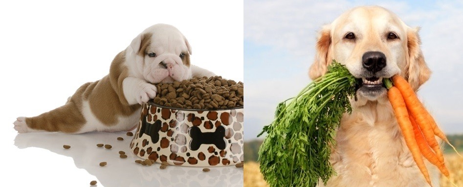 Alimentação natural ou industrializada? Qual a melhor?