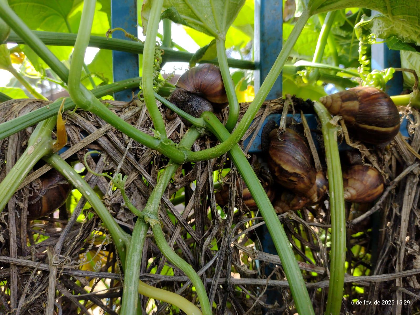 Mais de 80 kg de caramujos africanos são encontrados em escola de Rolândia