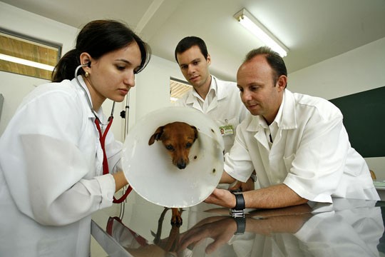 Ao contrário do que disse MP, UEM afirma que nunca praticou eutanásia de animais