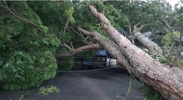 Chuva forte derruba árvores e postes em Maringá
