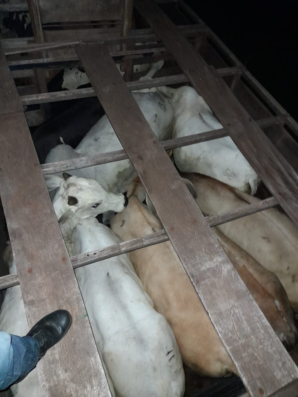 Homem é preso em flagrante furtando gado em Alto Piquiri, na região de Umuarama