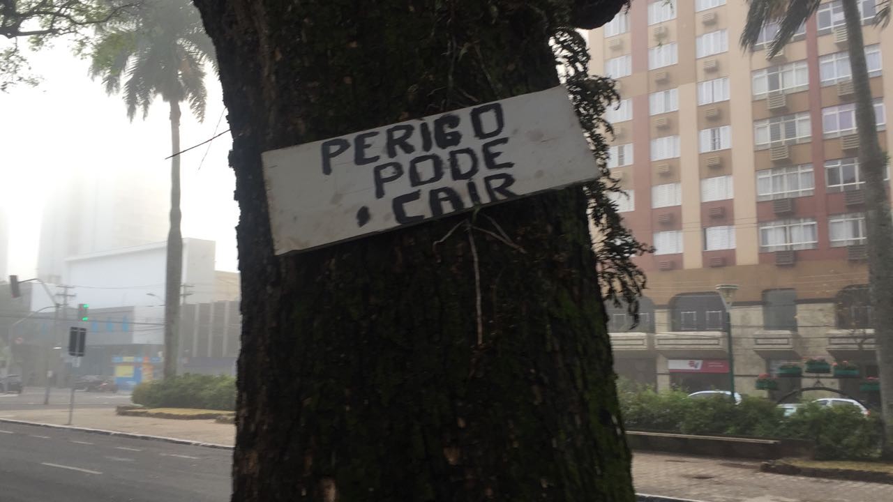 Você desconfia que muita árvore em Maringá pode cair?