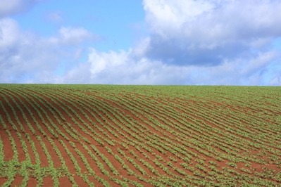 Clima benéfico para a soja em Cascavel e Toledo