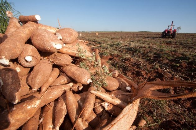 Tonelada da raiz de mandioca custa R$ 330 em Umuarama
