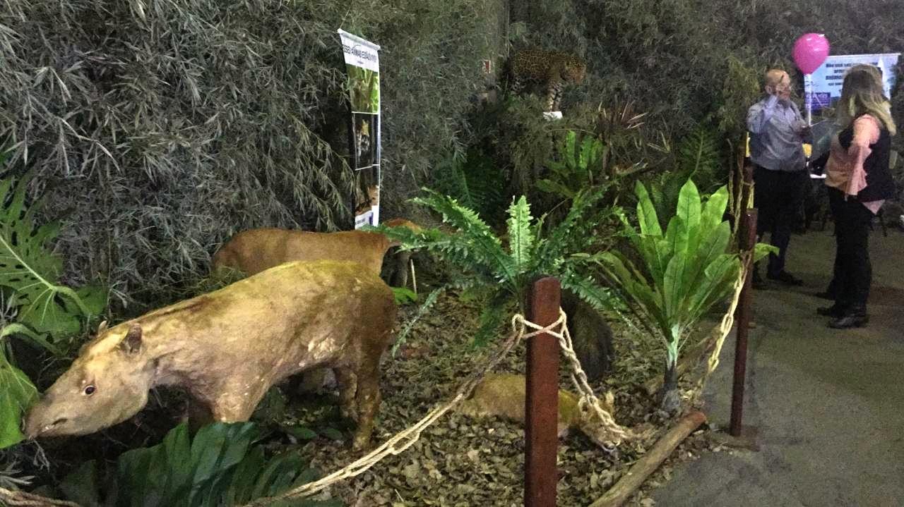 Polícia Ambiental monta museu de animais taxidermizados na Expoingá