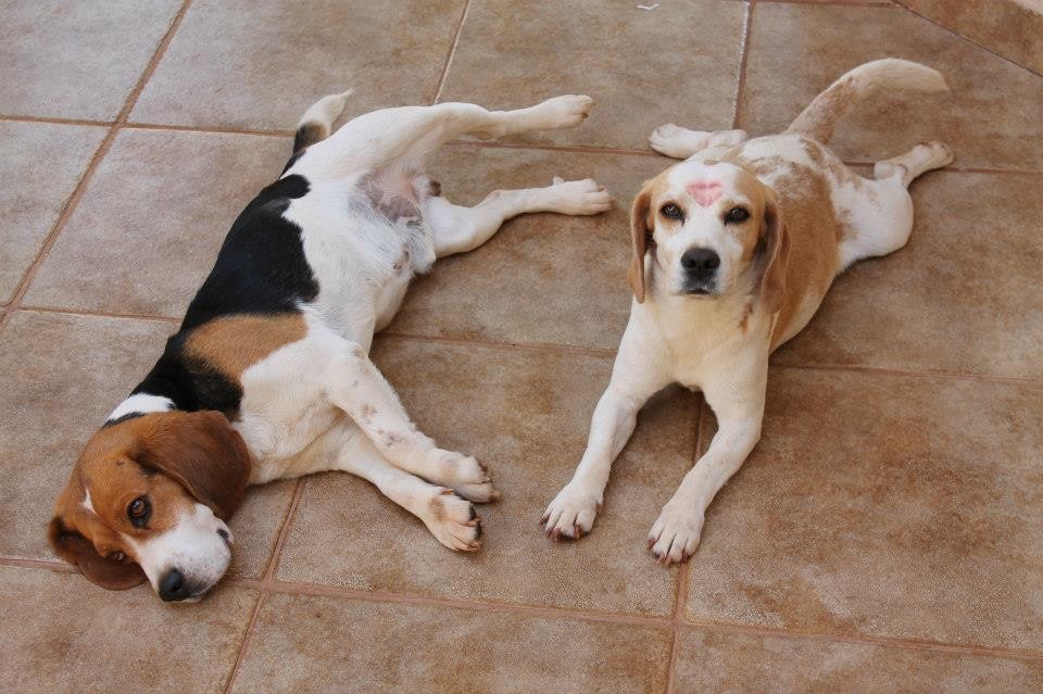 UEM é multada por maus-tratos a beagles usados em pesquisas