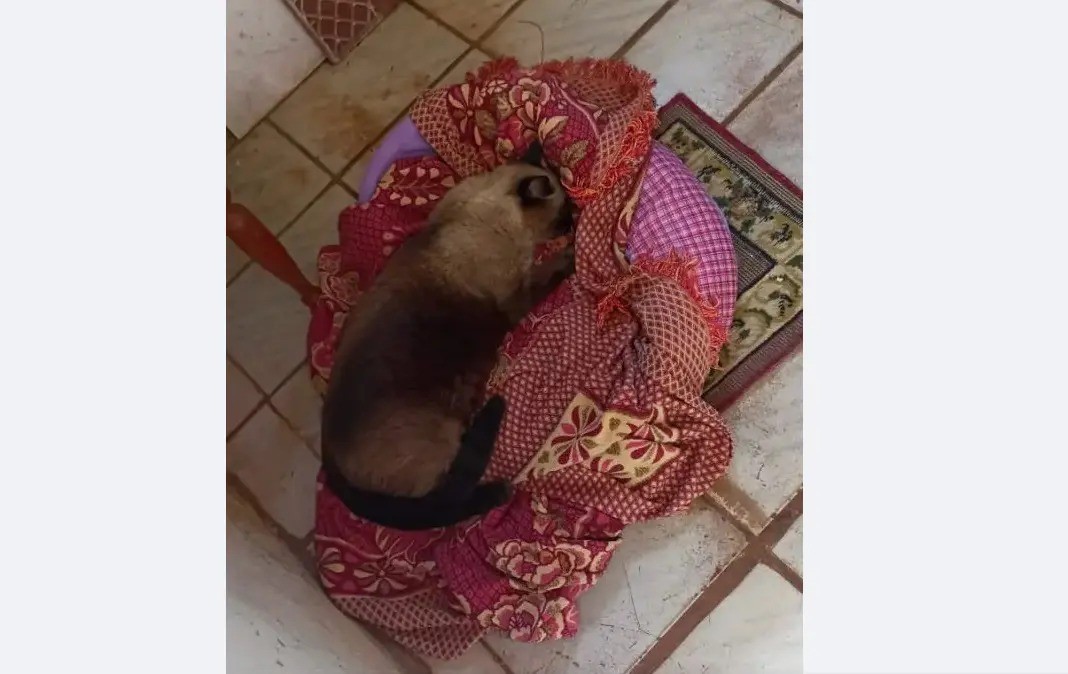 Envenenamento de gatos é investigado no Parque das Laranjeiras em Maringá