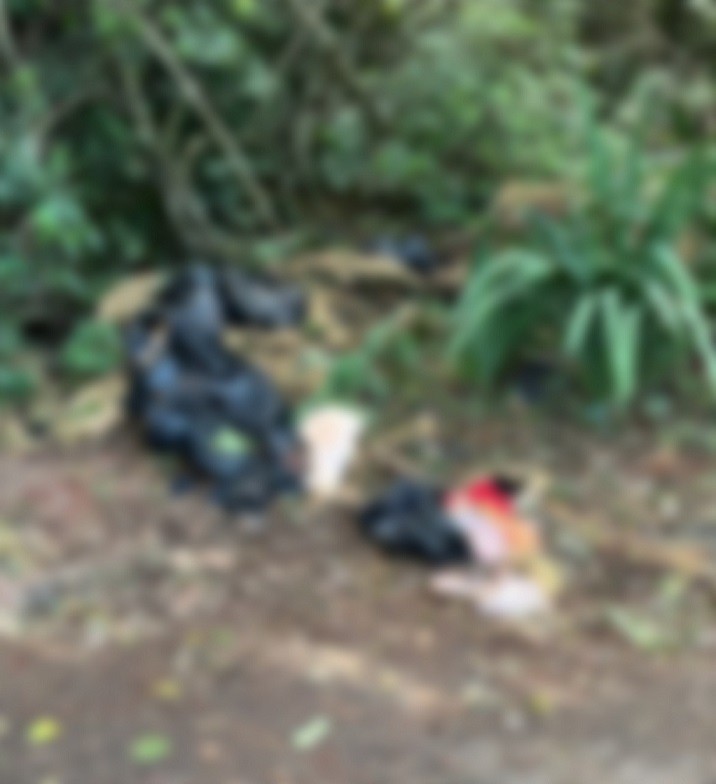 Londrina: vereadores encontram cemitério de animais que teria sido usado em rituais macabros