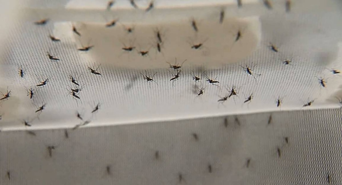 Paranacity entra em epidemia de dengue