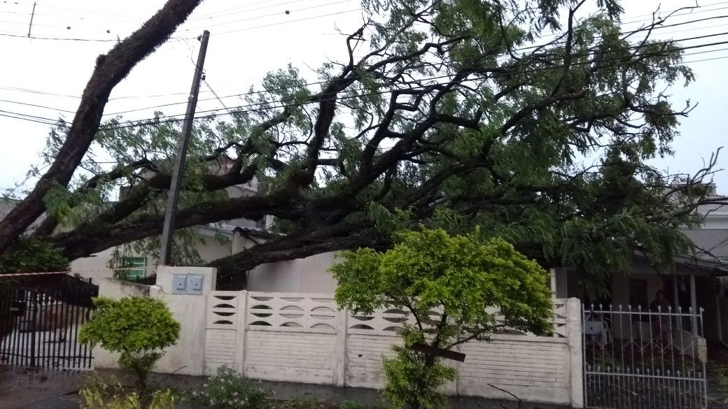 Queda de árvores deixa duas mulheres feridas em Maringá