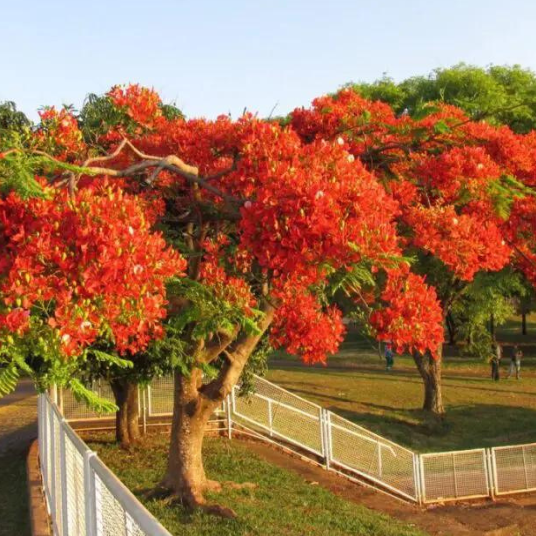 Sábado será quente em Maringá, com máxima perto dos 40º; veja os detalhes
