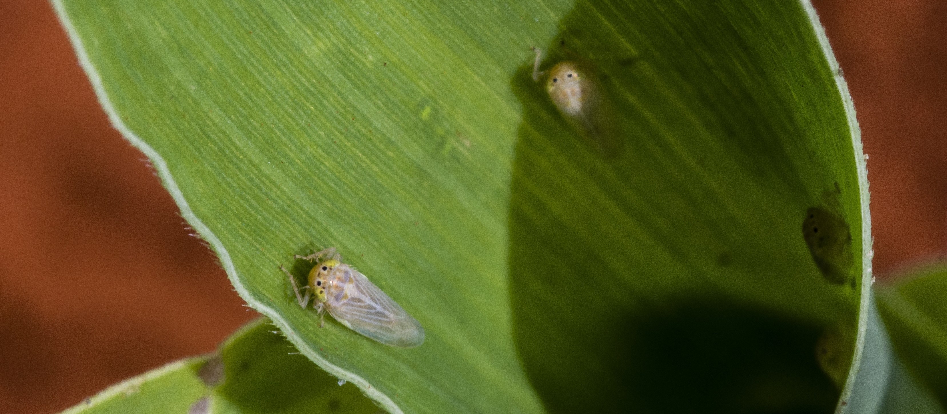 Novo edital destina R$4 milhões para pesquisas sobre cigarrinhas