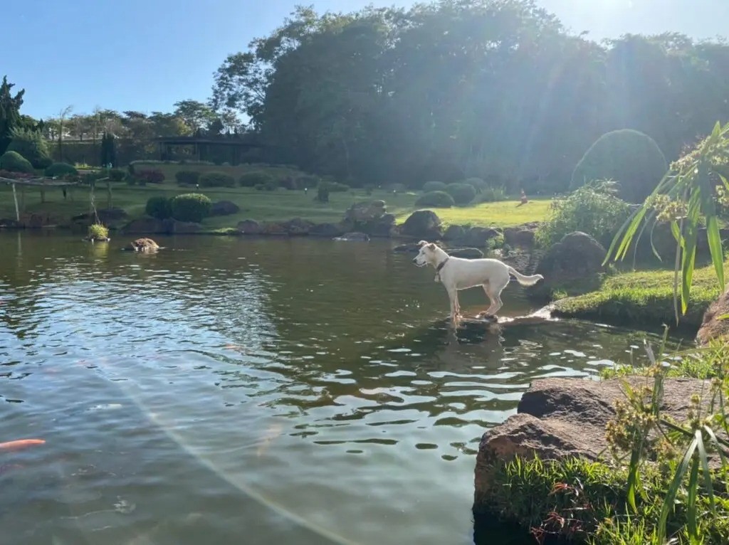 Saiba como está Amora, a cachorrinha que virou ‘guardiã’ do Parque do Japão