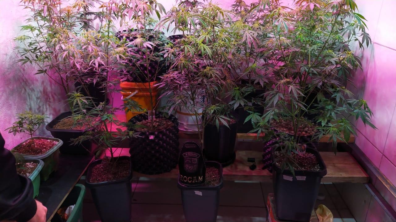 Após perseguição, PM apreende arma e 15 pés de maconha