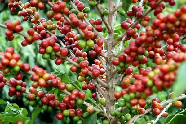 Café custa R$ 6,90 kg na região de Maringá