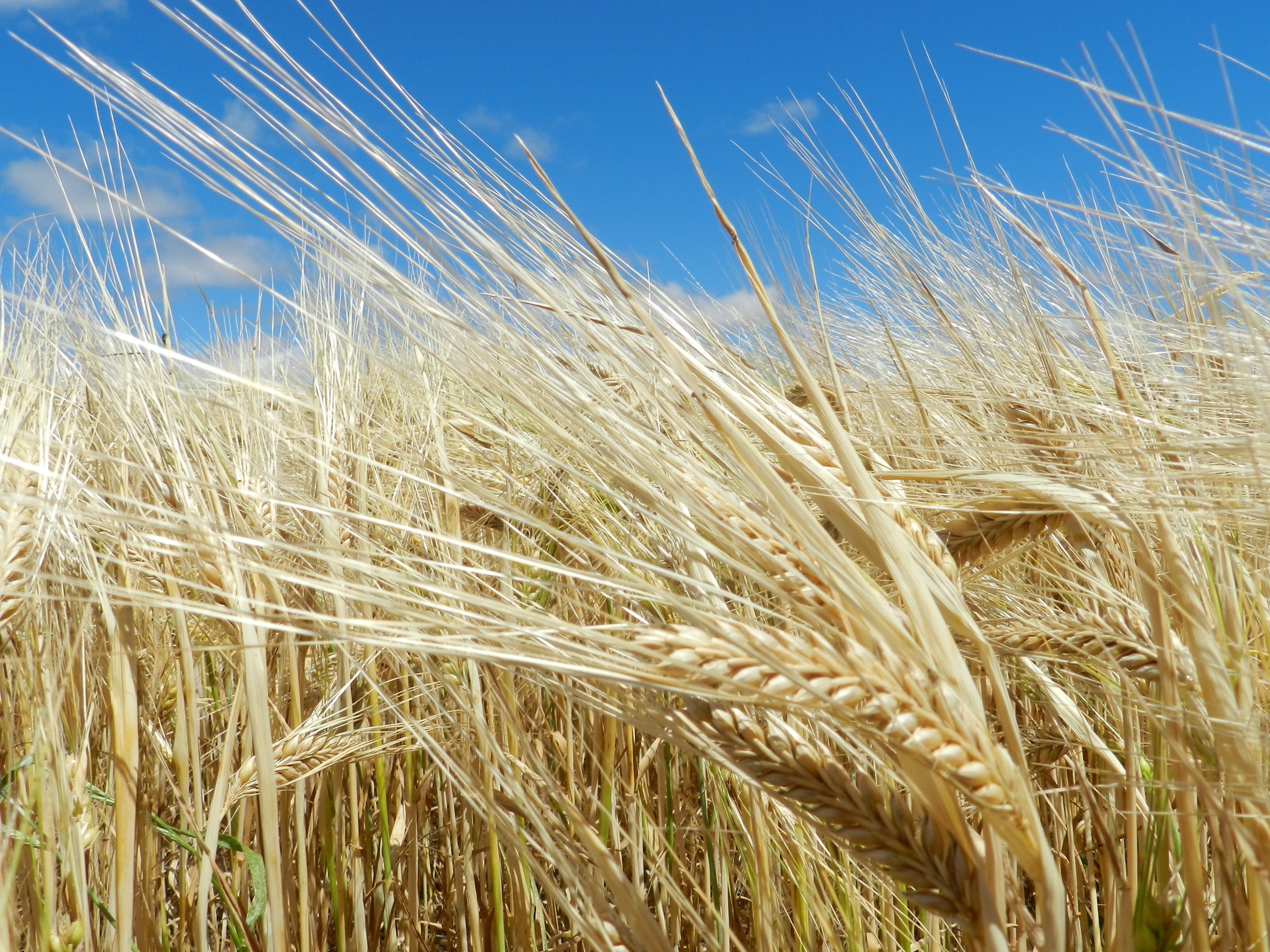 Produção nacional de cevada sobe 12% em relação a 2018