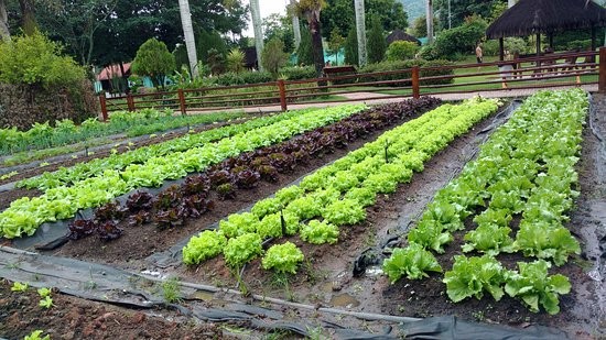 Hortas comunitárias proporcionam alimentação saudável, diversificada e equilibrada