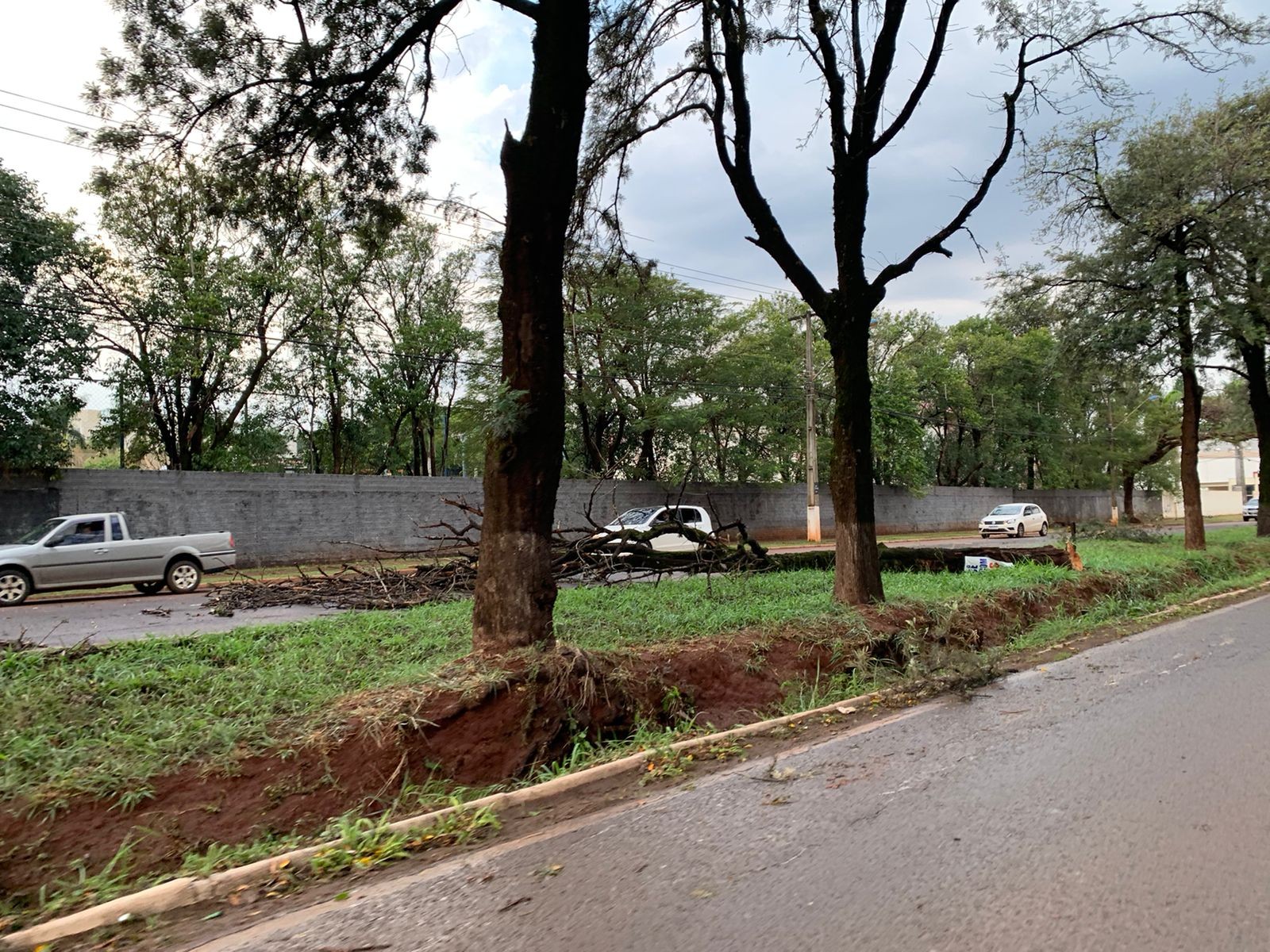 Número de árvores caídas se aproxima de 145 e deve aumentar