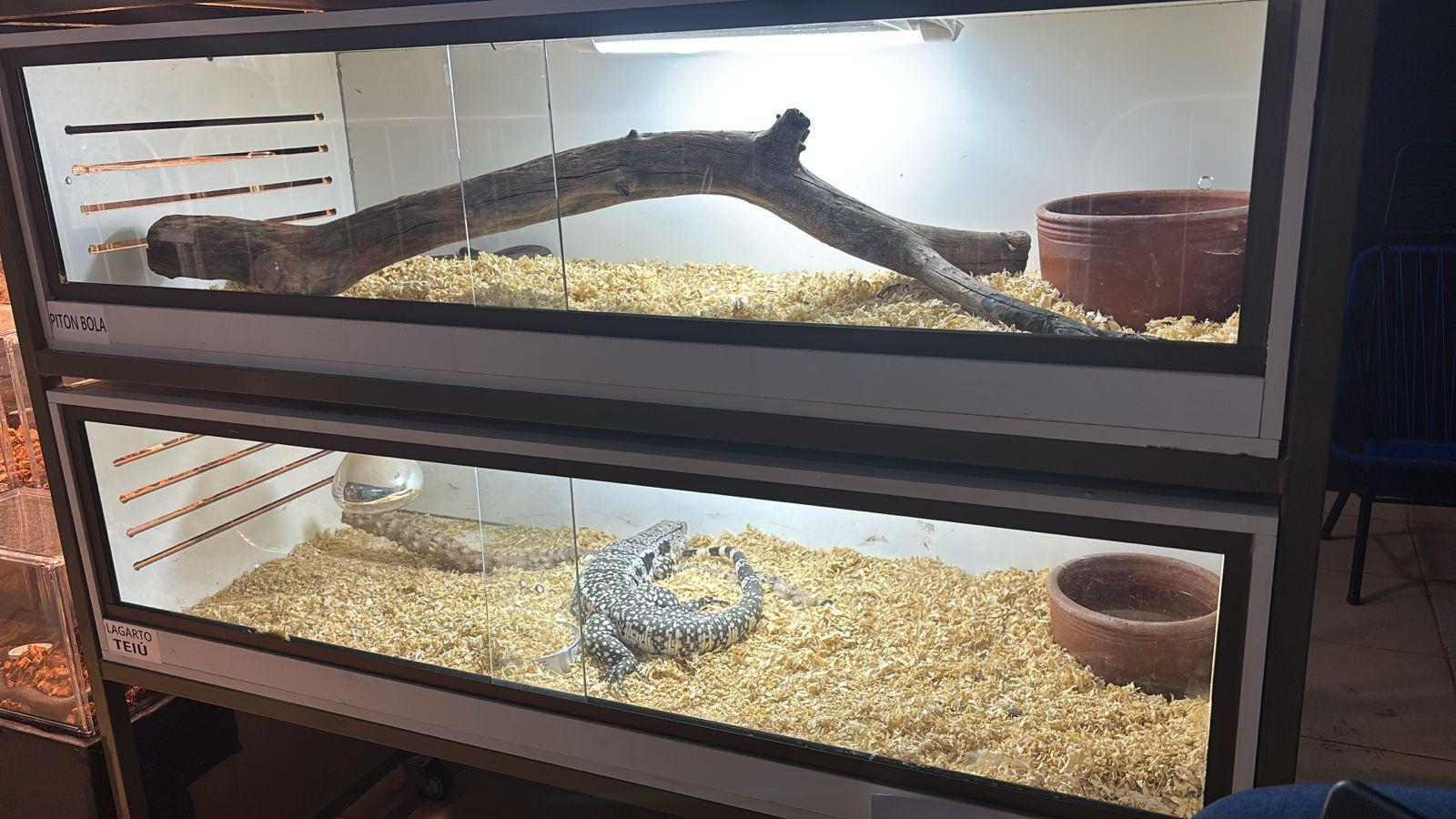 Cobras e lagartos: ter répteis como pets é um mercado em expansão