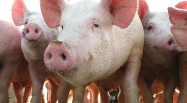 Suíno custa R$ 4 o quilo em Campo Mourão