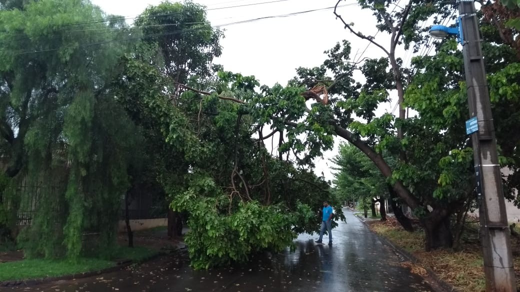 Equipes da Defesa Civil trabalham na remoção de árvore e galhos