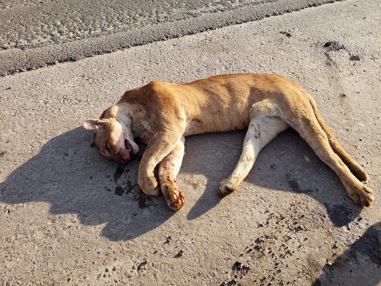 Onça parda morre após ser atropelada na PR-323