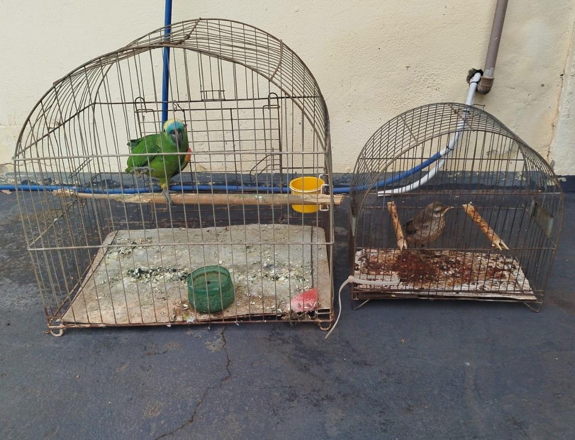 Homem é preso por crime ambiental e ameaça