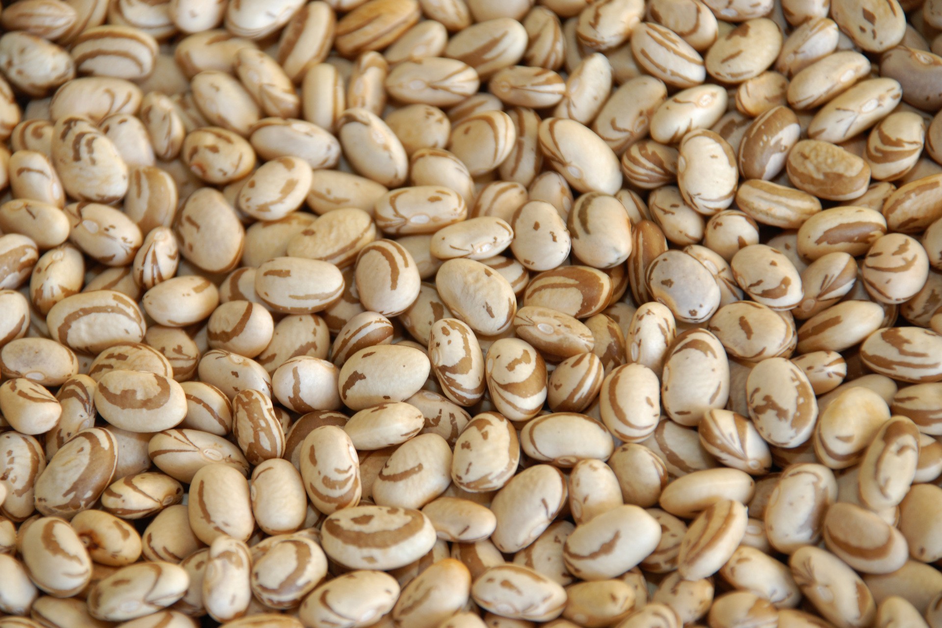 Saca do feijão carioca varia entre R$ 110 e R$ 125 no Paraná