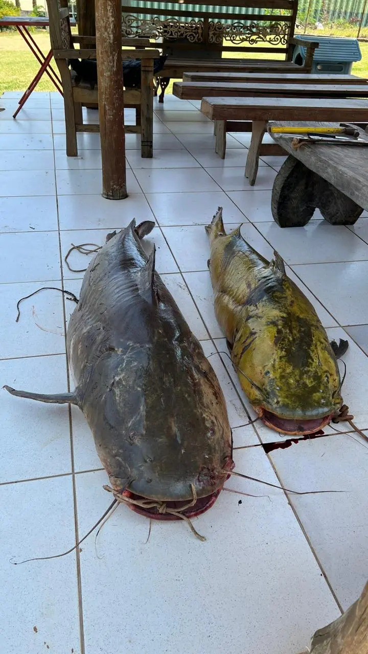 Pesca ilegal de jaú. Foto: PM Ambiental