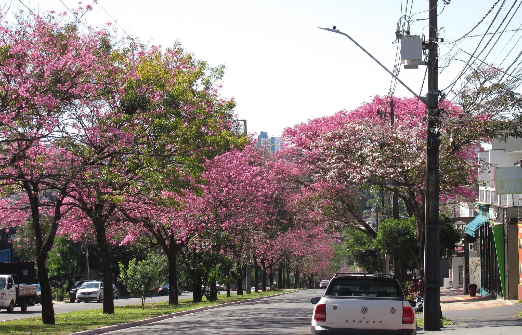 Sol predomina em Maringá nesta quinta (7); máxima prevista é de 28° C