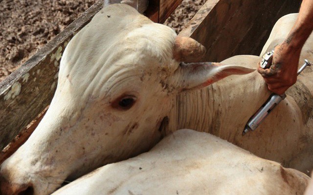 Alep irá debater fim da vacinação contra febre aftosa