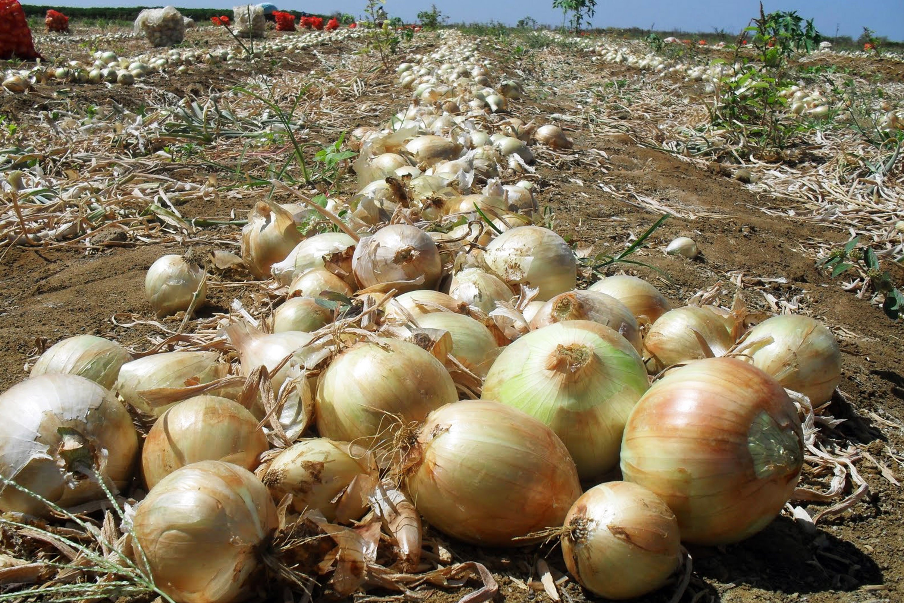 Lavouras sofrem com o clima seco