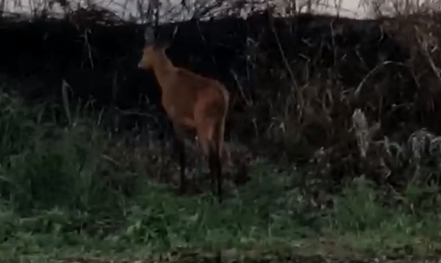 PF apura denúncia de que caçadores estão abatendo animais em Ilha Grande