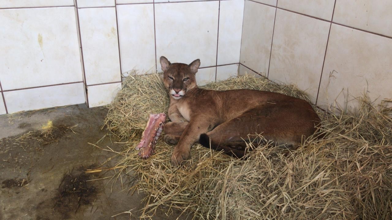 Veterinária de animais silvestres atende de onça a cobra; Fotos