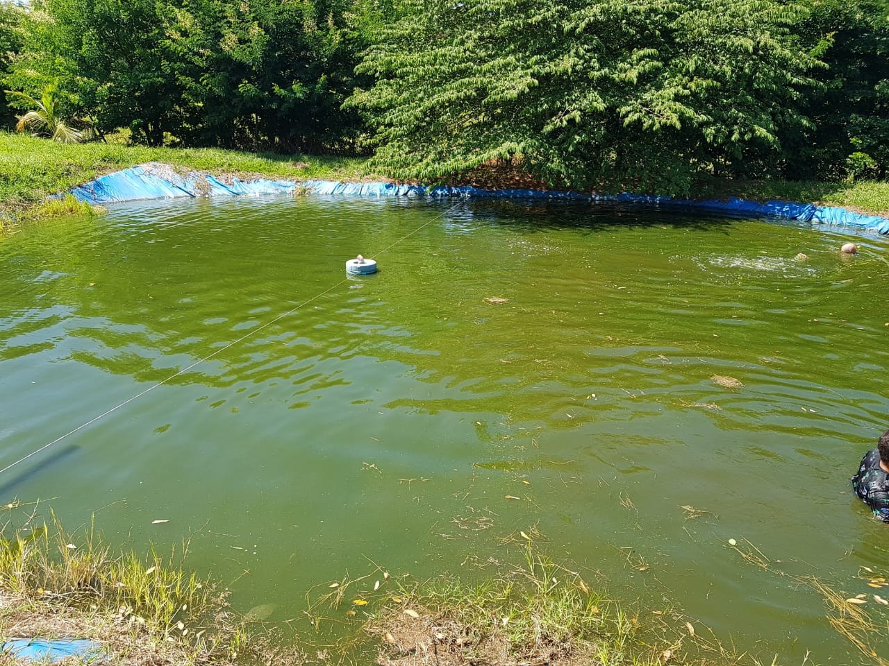 Criança de 5 anos morre afogada em tanque de peixes