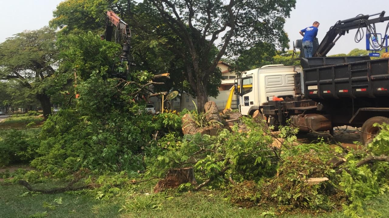 Temporal desse domingo (27) derrubou mais de 30 árvores em Maringá