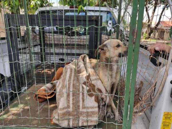 Homem é multado em R$ 12 mil por maus-tratos a cães em Maringá