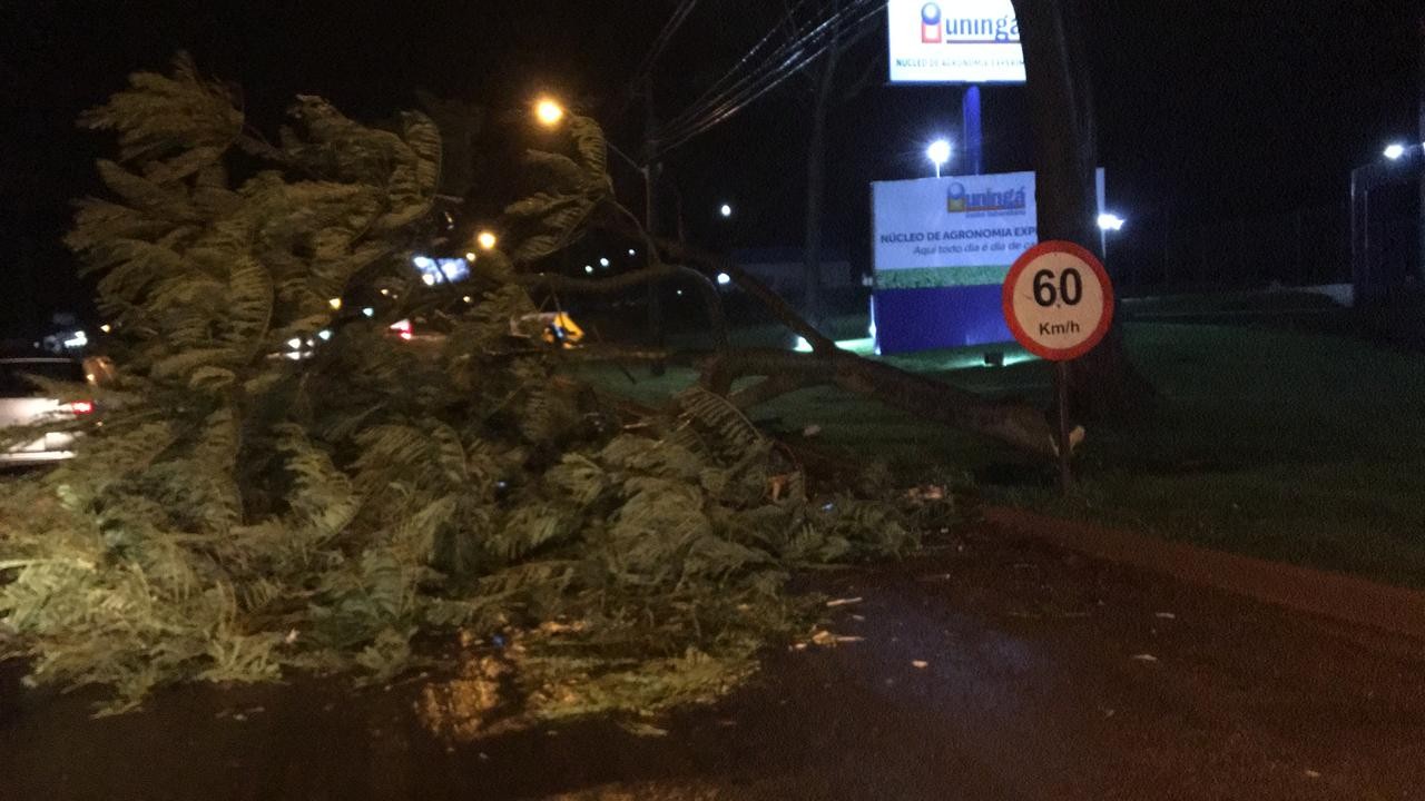 Defesa Civil registra queda de cinco árvores em Maringá