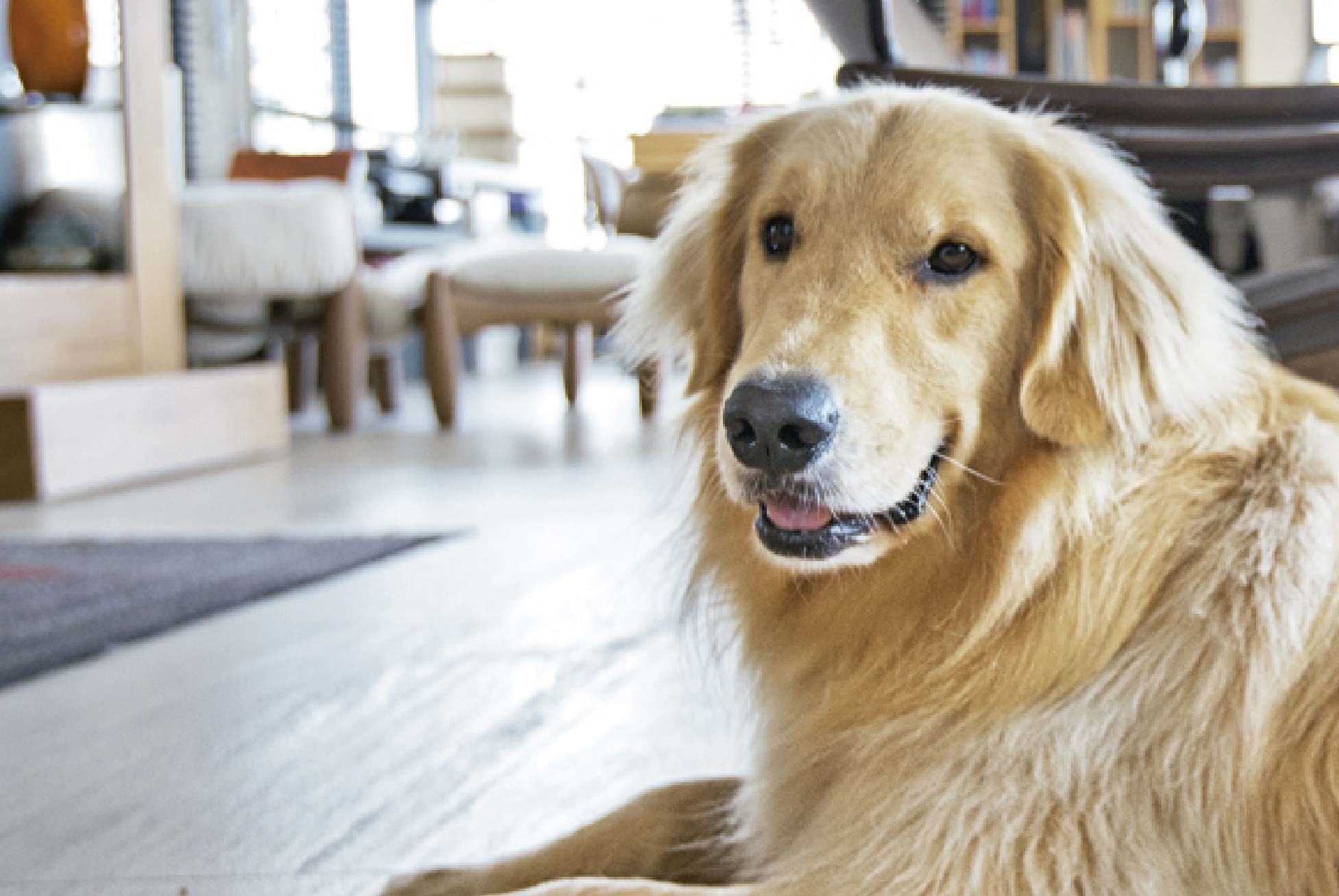 É possível ter um cão de grande porte em apartamento?