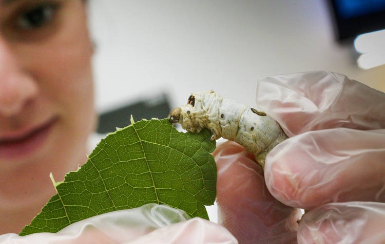Deriva de agrotóxico atinge dez propriedades rurais de bicho-da-seda