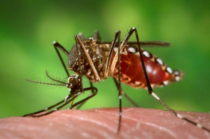 Maringá registrou seis vezes mais mortes por dengue no período 2019/2020 do que o anterior