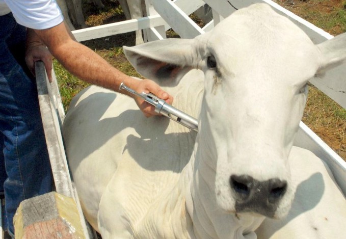 Retirada da vacina contra a febre aftosa no Paraná ocasiona vantagens ao produtor