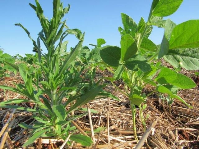 Empresa lança produto para acabar com a buva