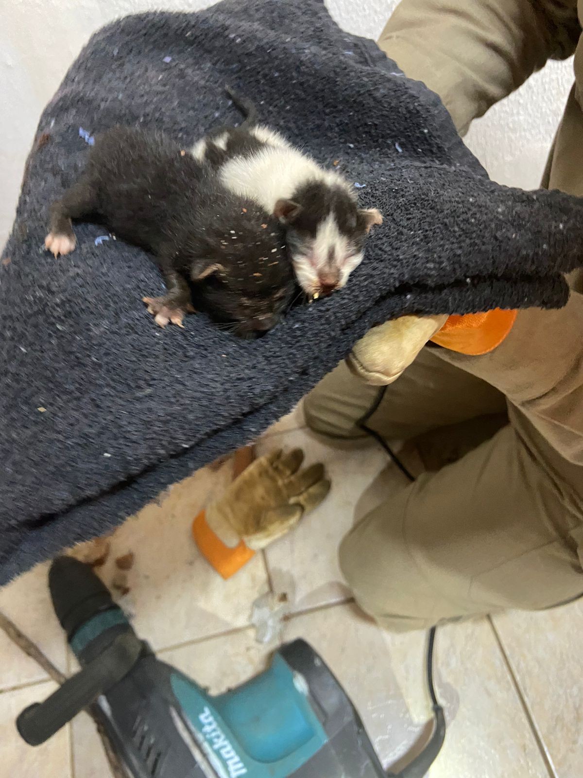 Bombeiros resgatam dois filhotes de gato presos entre dois muros