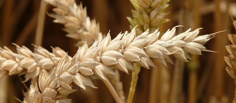 Trigo custa R$ 48 a saca em Cascavel